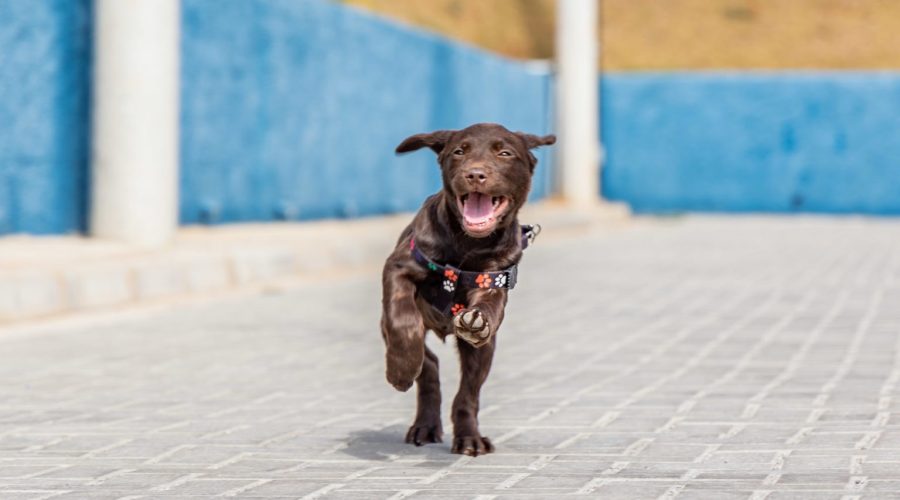 Canil da Guarda Municipal de Jundiaí recebe nova cachorrinha para treinamento e Cãoterapia