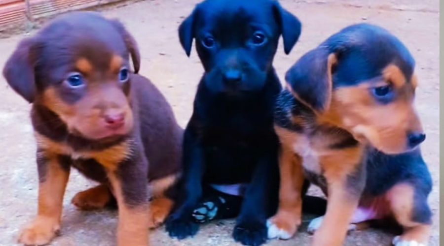 Feira de Adoção de Animais acontece neste sábado no Maxi Shopping Jundiaí