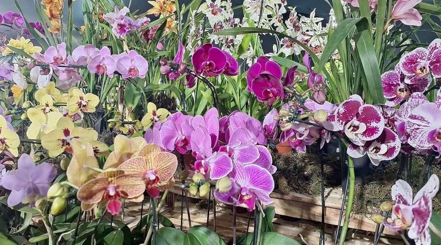 Festa das Orquídeas terá oficinas de cultivo e grandes shows musicais