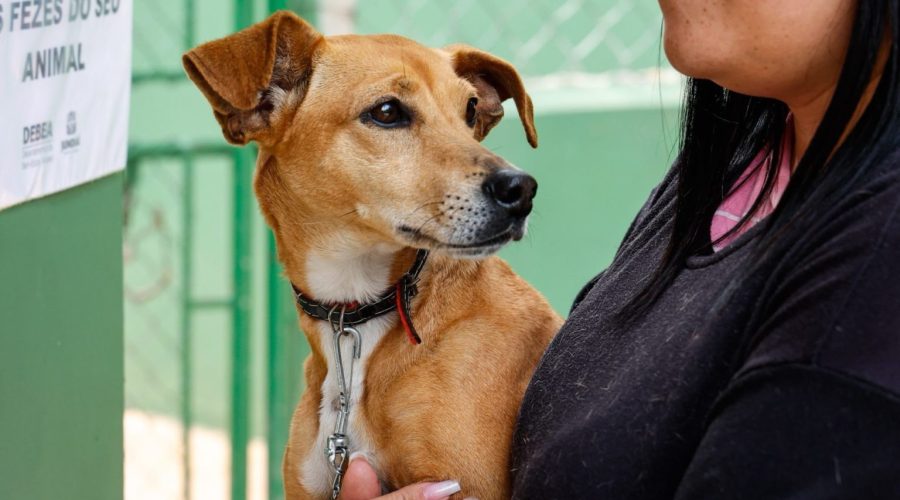 DEBEA oferece atendimento veterinário gratuito para famílias em vulnerabilidade em Jundiaí