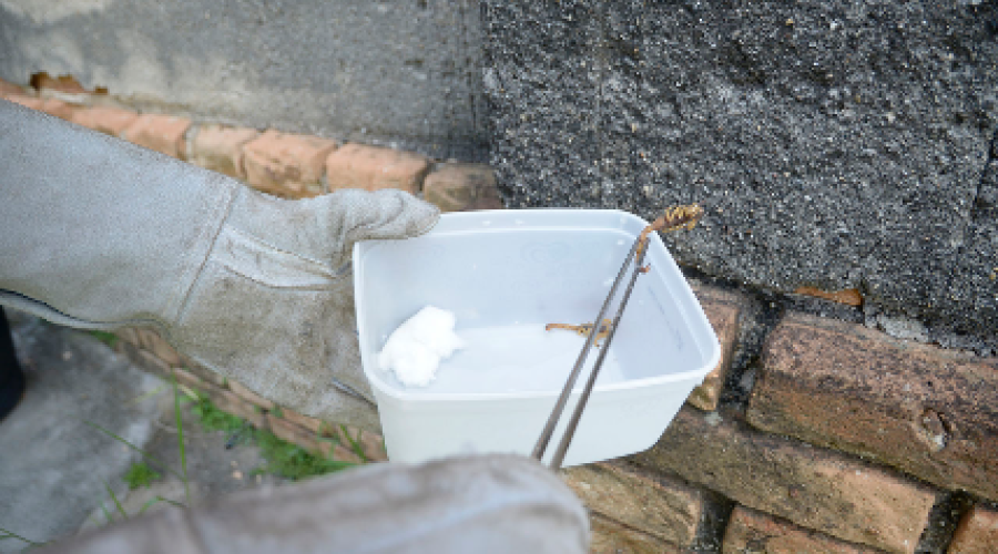 Cuidados com escorpiões devem ser mantidos durante todo o ano em Jundiaí