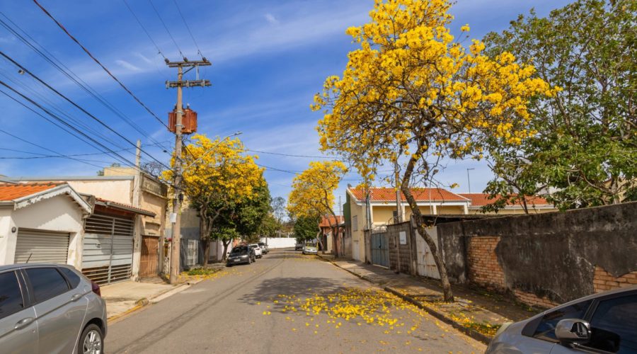 Ipês amarelos transformam Jundiaí em um espetáculo natural
