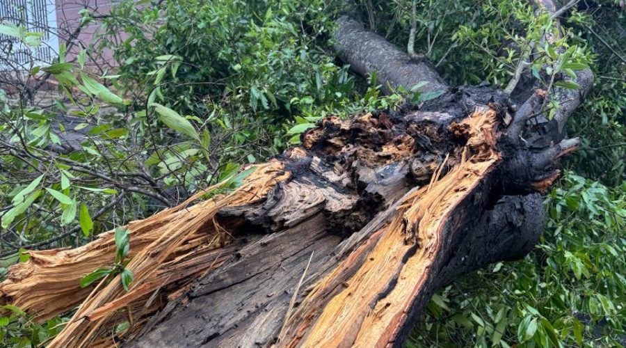 Força-tarefa atua na remoção de árvores e restabelecimento da energia em Jundiaí