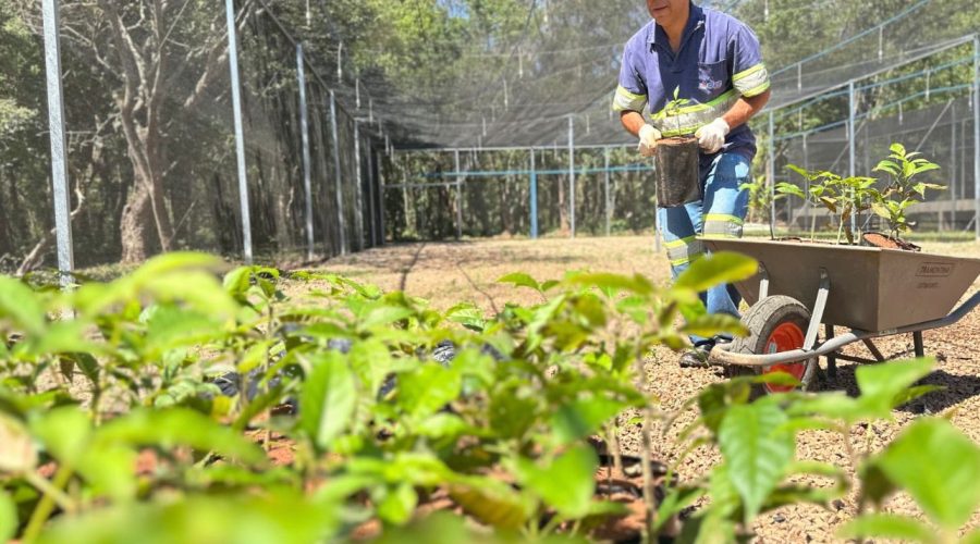 DAE moderniza viveiro e reforça compromisso com a recuperação ambiental