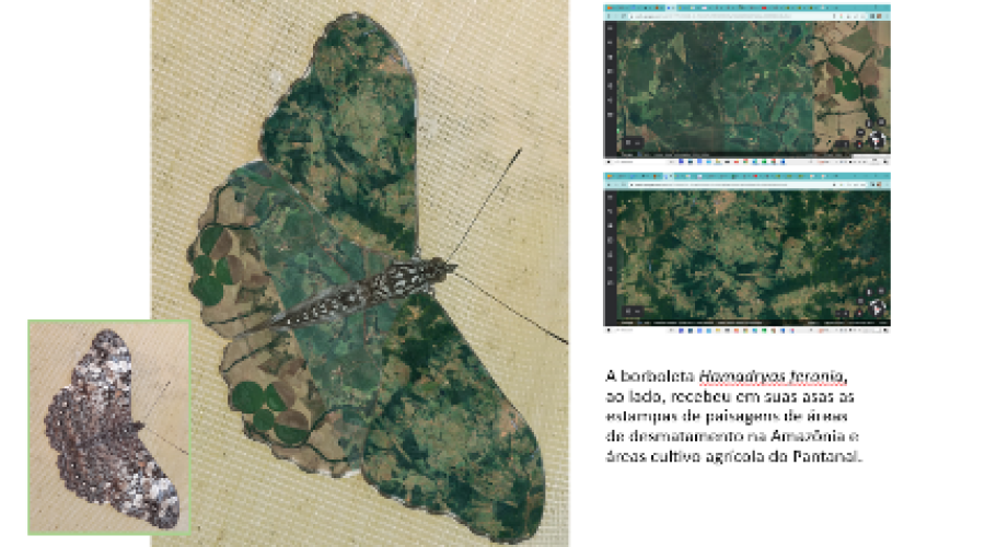 Exposição “Asas da Paisagem” transforma borboletas da Serra do Japi em arte e reflexão ambiental