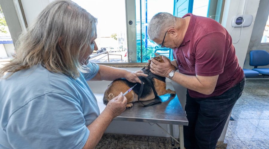VISAM inicia vacinação de cães e gatos após caso de raiva felina na Vila Arens