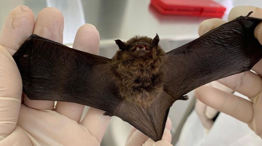 Morcego com raiva é encontrado na Ponte São João