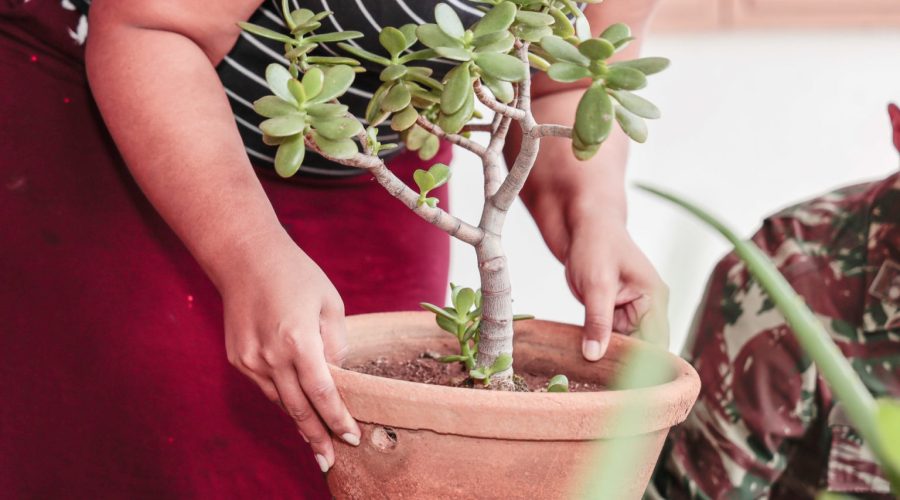 Calor e chuvas aumentam risco da dengue em Jundiaí