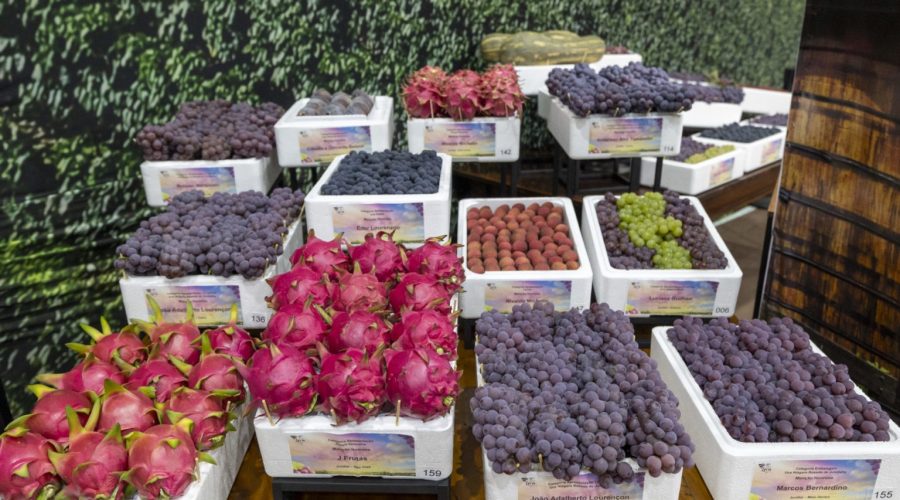 Festa da Uva começa com mais de 71 mil visitantes e confirma sucesso em Jundiaí