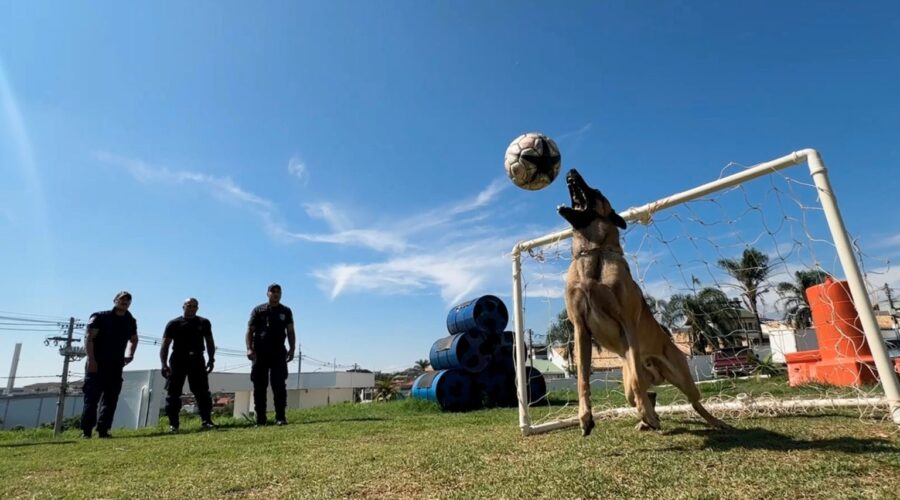 Canil da Guarda Municipal de Jundiaí completa 22 anos como referência nacional em operações com cães policiais