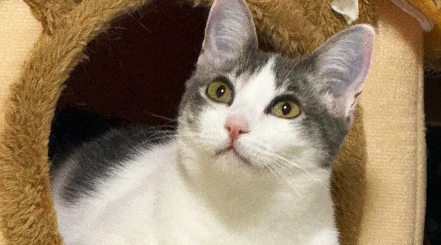 Feira de Adoção reúne cães e gatos no Maxi Shopping neste sábado